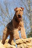 AIREDALE TERRIER 099